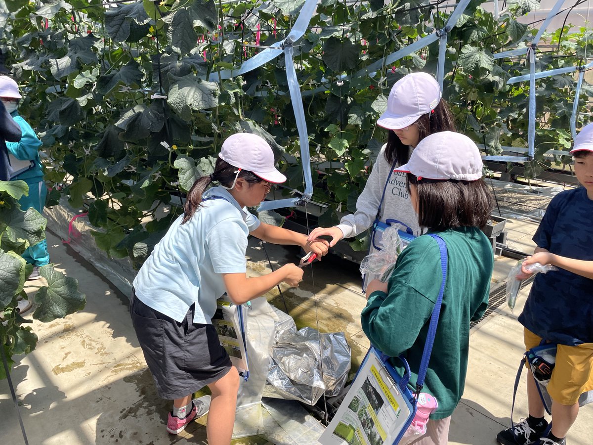 iwate_iarc's tweet photo. 【らぼ・れたあ】軽米町立晴山小学��の５年生が県北農業研究所の施設見学に来ました。
　果樹・野菜研究室の果樹圃場ときゅうり高規格ハウスを見学し、果樹圃場のボット草刈機に興味津々でした。秋は作物研究室の圃場を見学します。
https://t.co/bzHLNvSMiB
＃いわての農業 https://t.co/npejnhCJD0