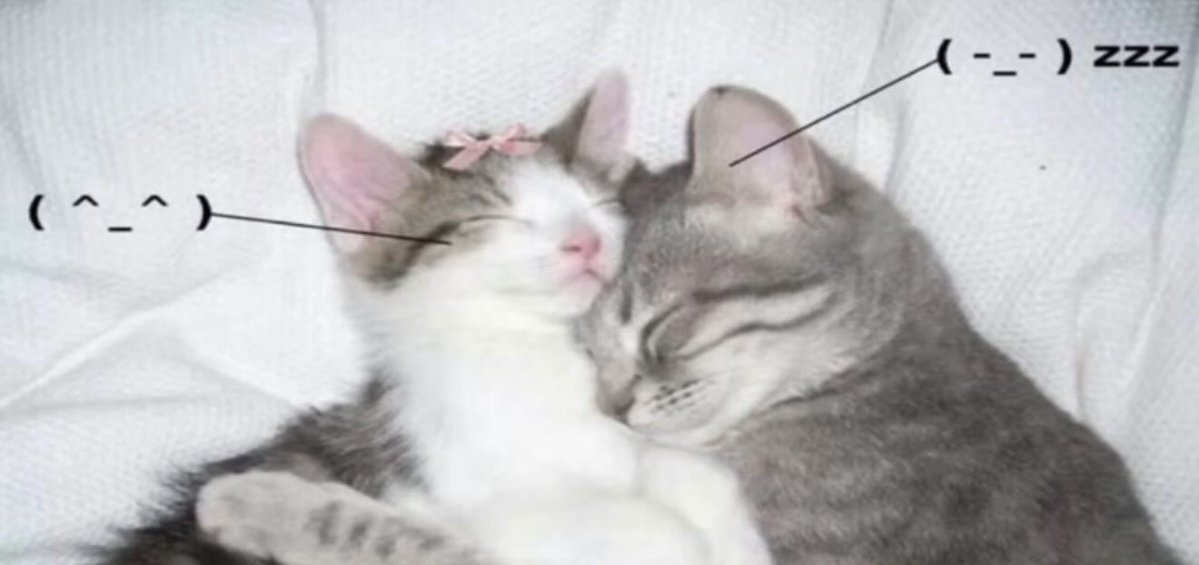 catsworldaura's tweet photo. https://t.co/NMvz9DKviv