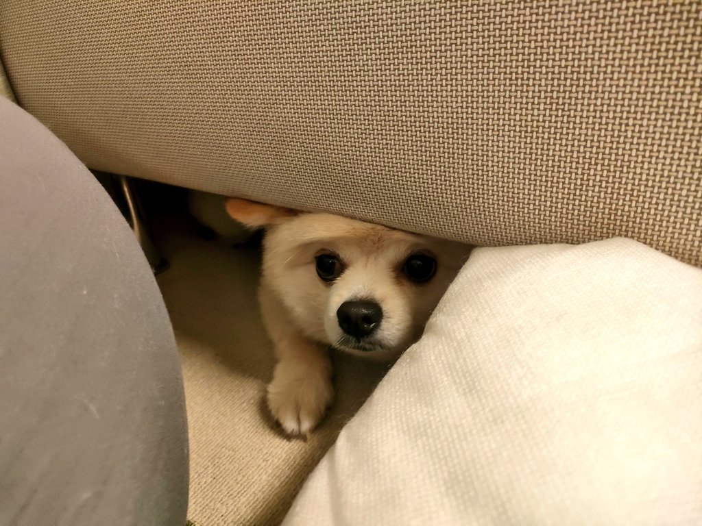 aaburasobaa's tweet photo. ゲージに入りたくない時はソファの下で身を隠すようになりました🐶 https://t.co/ObY61lsGDm