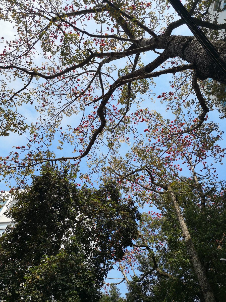 Mariola17321150's tweet photo. Just stumbled on this sunny street corner with a pop of red flower and a old bike—small joys hit different on a casual walk.， https://t.co/Hj2y5KxnJ8