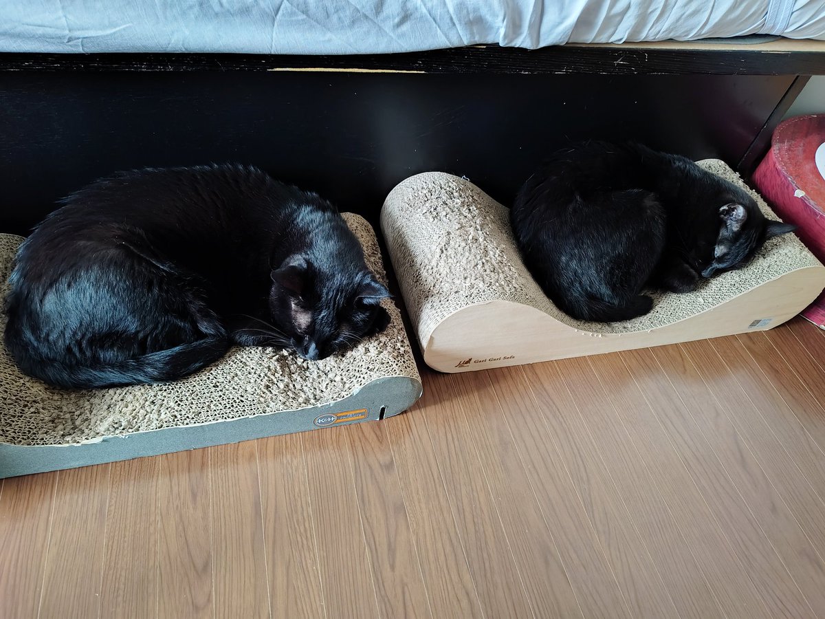 kojiro_noir's tweet photo. 爪とぎの上で同じような体勢で寝るふたり
#黒猫　#保護猫　#猫と暮らす　#猫のいる暮らし https://t.co/riNr9lKEKc