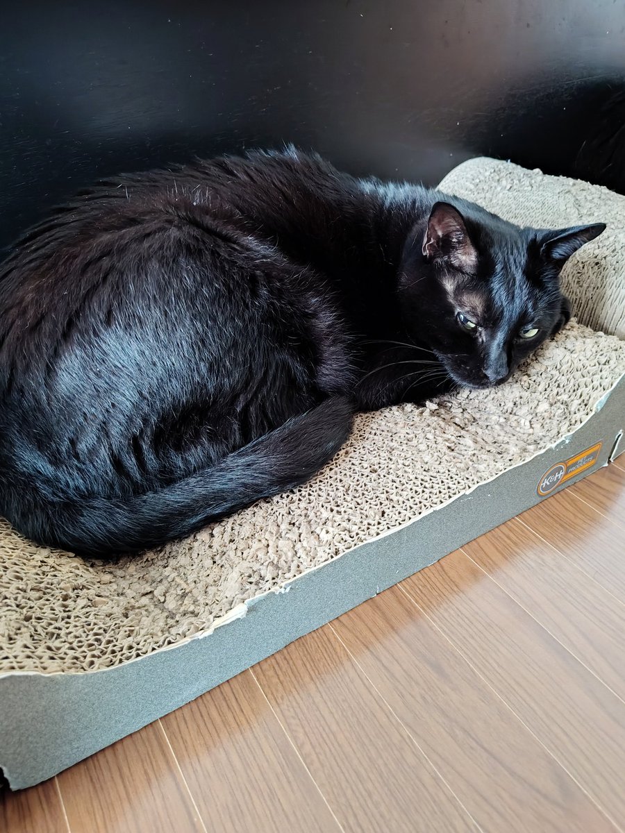 kojiro_noir's tweet photo. 爪とぎの上で同じような体勢で寝るふたり
#黒猫　#保護猫　#猫と暮らす　#猫のいる暮らし https://t.co/riNr9lKEKc