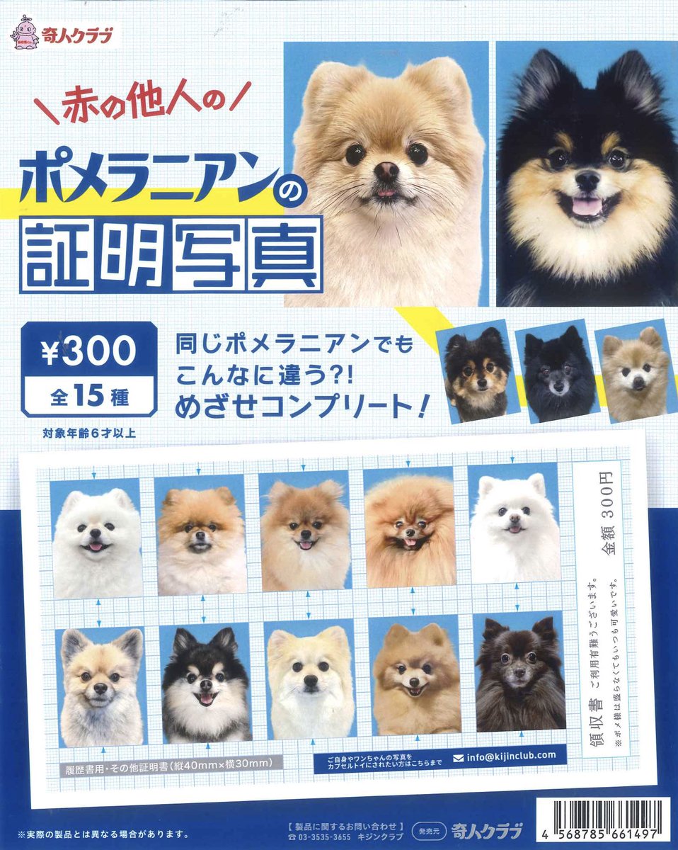 🍀再入荷のご案内②🍀 ・ペキニーズの証明写真 ・ポメラニアンの証明