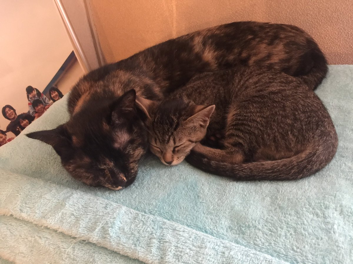 nekoiro_'s tweet photo. プーちゃん ＆ キィちゃん 🐾 https://t.co/Gn85tqbJ7k
