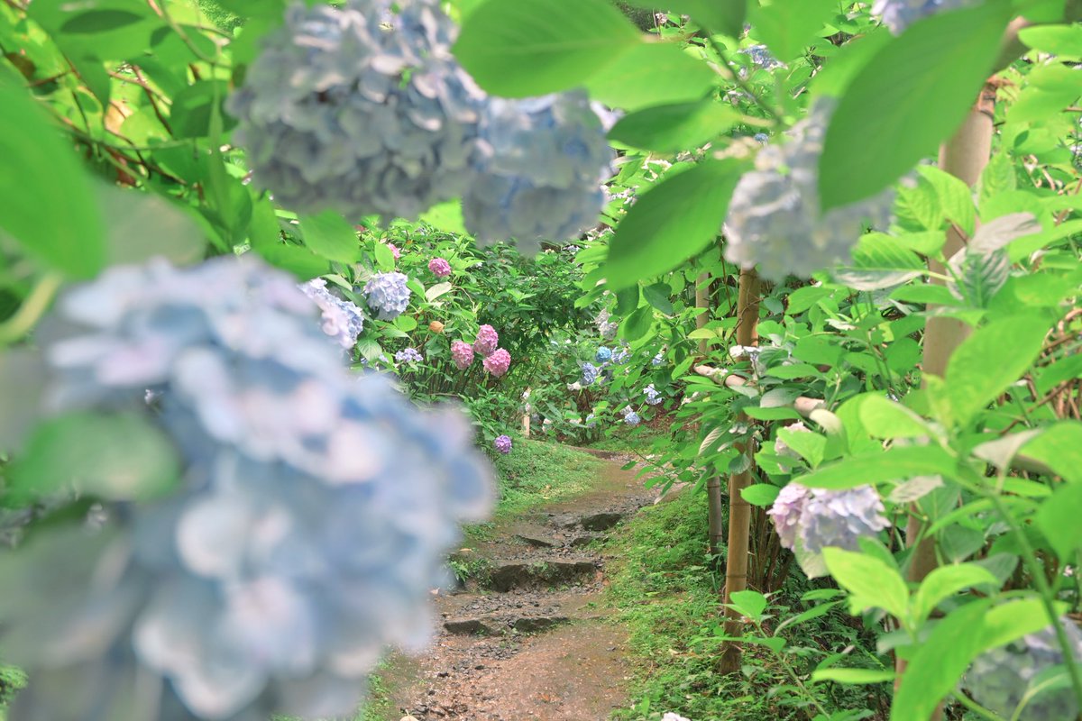 photo_walker's tweet photo. 紫陽花の先続く続く小径がとても素敵でした。岩船寺さんにて。
少しふんわりしたな　感じと、パリッとくっきりした感じで撮ってみました。
（6/28撮影）
#岩船寺 https://t.co/VzrZ8VK8fw