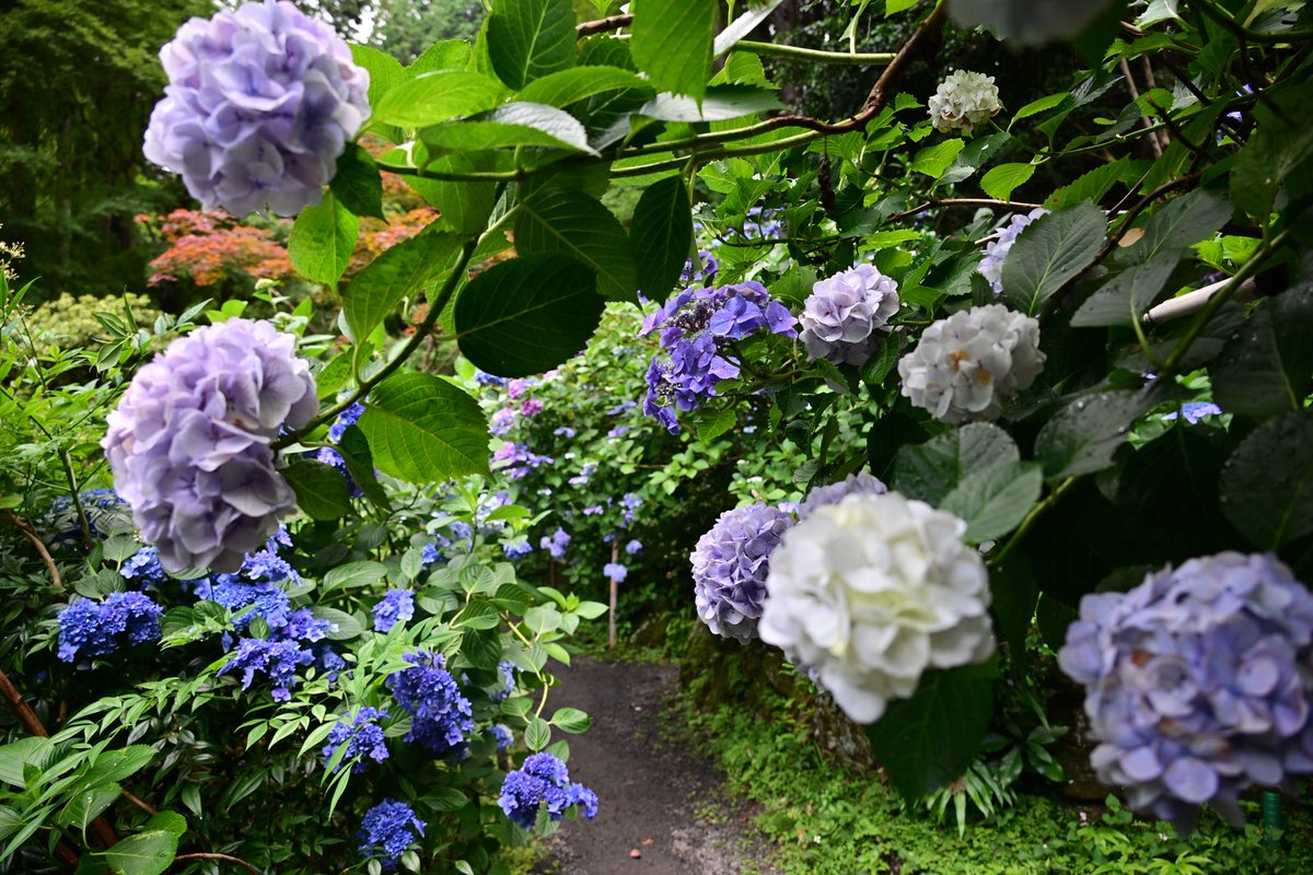 photo_walker's tweet photo. 紫陽花の先続く続く小径がとても素敵でした。岩船寺さんにて。
少しふんわりしたな　感じと、パリッとくっきりした感じで撮ってみました。
（6/28撮影）
#岩船寺 https://t.co/VzrZ8VK8fw
