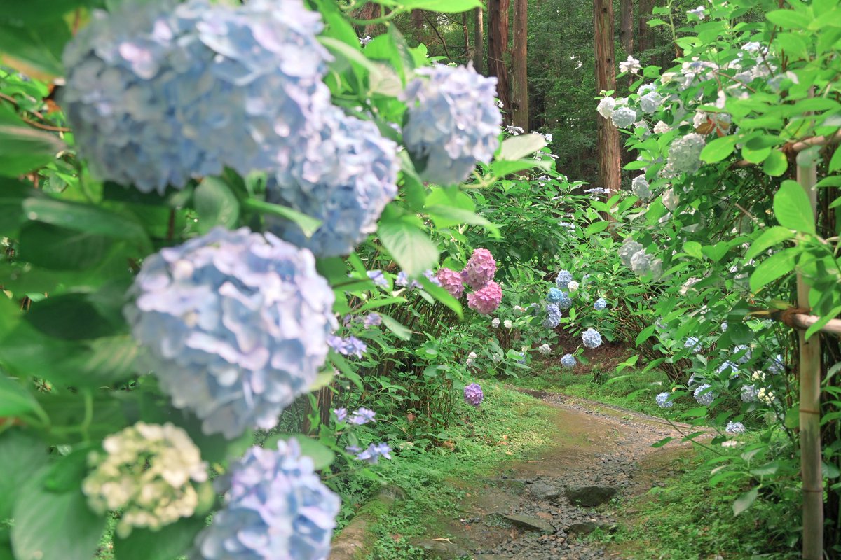 photo_walker's tweet photo. 紫陽花の先続く続く小径がとても素敵でした。岩船寺さんにて。
少しふんわりしたな　感じと、パリッとくっきりした感じで撮ってみました。
（6/28撮影）
#岩船寺 https://t.co/VzrZ8VK8fw