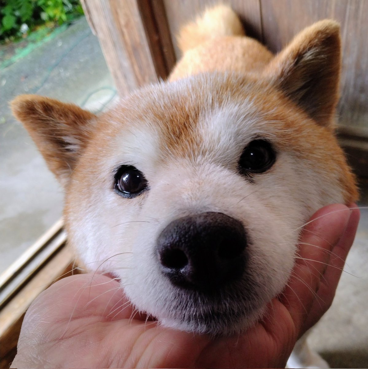 柴犬