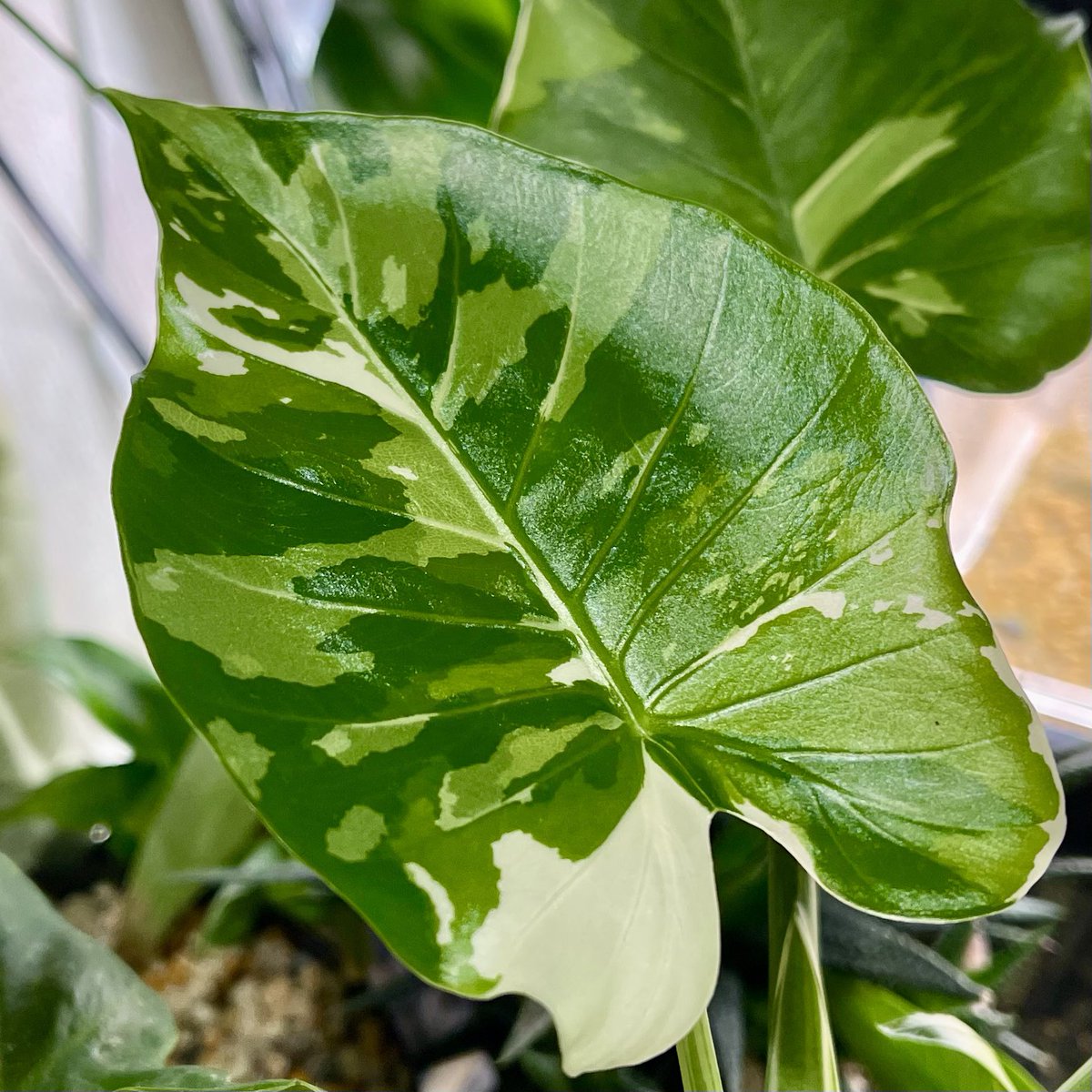 schneechannel's tweet photo. 斑入りクワズイモの新葉が芸術的に美しい柄だったから見て‼️🌱 https://t.co/SUu6LnzvG3