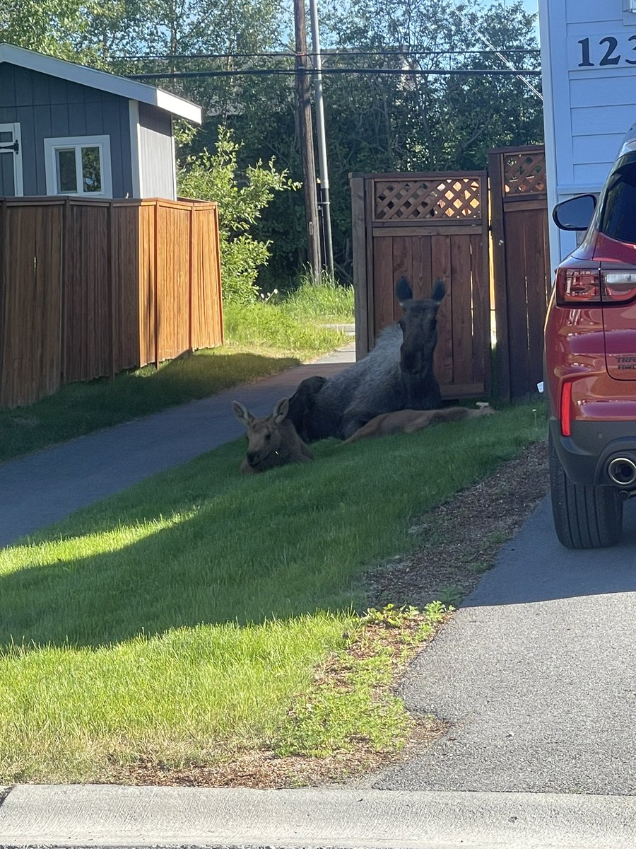 55mmbae's tweet photo. My dad just sent me this picture of a mamma moose with her babies on our lawn when he got home from work 🥹 https://t.co/K0Ideuormw