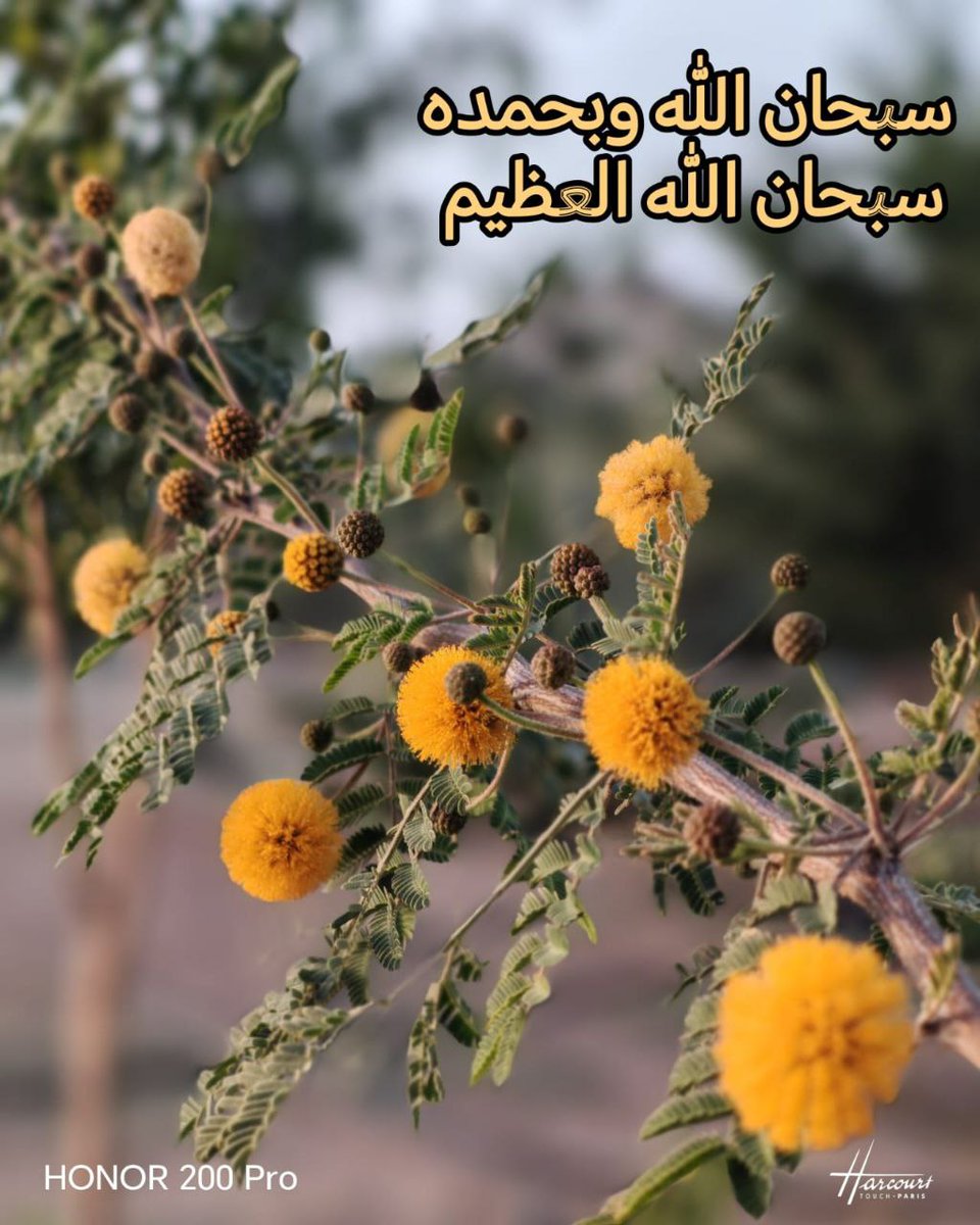 iraqya9's tweet photo. [فَسُبحانَ اللَّهِ حينَ تُمسونَ وَحينَ تُصبِحونَ]
" هذا تسبيح منه تعالى لنفسه المقدسة ، وإرشاد لعباده إلى تسبيحه وتحميده في هذه الأوقات المتعاقبة الدالة على كمال قدرته وعظيم سلطانه عند المساء ، وهو إقبال الليل بظلامه ، وعند الصباح وهو إسفار النهار عن ضيائه " https://t.co/uTQjlcrR5K