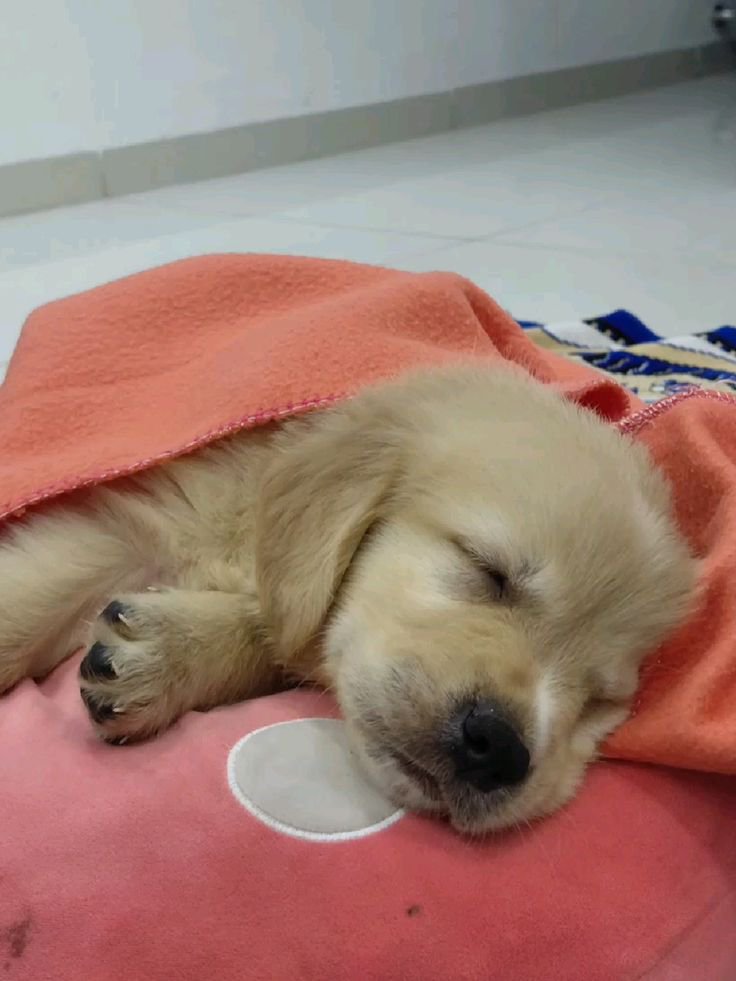 puppies_video's tweet photo. Sleeping puppy...… https://t.co/fs2xY4psUU