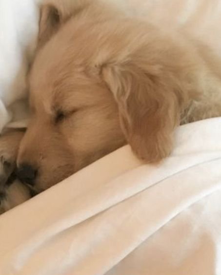 puppies_video's tweet photo. Sleeping puppy...… https://t.co/fs2xY4psUU
