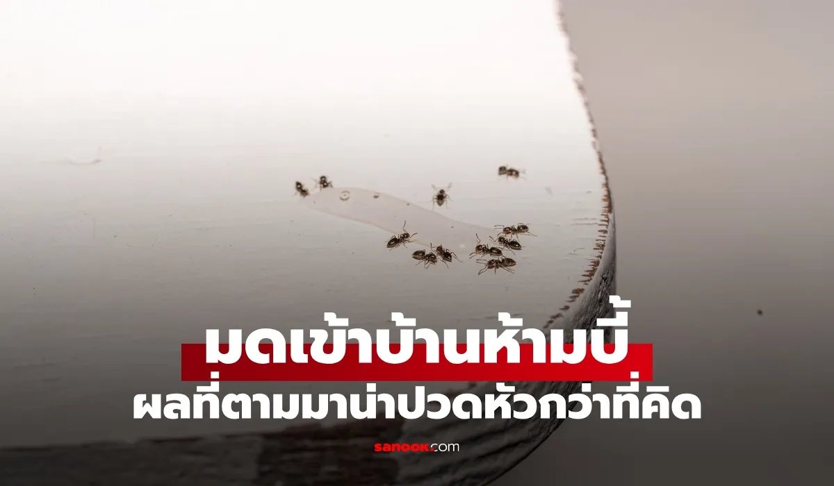 Somjaijakk's tweet photo. มดเข้าบ้าน "ห้ามบี้เด็ดขาด" แม้จะเจอแค่ตัวเดียว ผลที่ตามมาน่าปวดหัวกว่าที่คิด #sanook
เชื่อว่าทุกคนต้องเคยเป็น วินาทีที่เห็นมดตัวเล็ก ๆ แค่ตัวเดียวเดินดุ๊กดิ๊กอยู่บนเคาน์เตอร์ห้องครัว ตอนแรกก็กะจะเขี่ยออกไปเบา ๆ แต่พอมันเดินไม่หยุดบวกกับความรำคาญ สุดท้ายจบลงด้วยการบี้ตายคานิ้ว
หลายคนอาจจะคิดว่าปัญหามันจบลงตรงนั้น แต่เปล่าเลย! เพราะหลังจากนั้นไม่นาน รู้ตัวอีกที “กองทัพมด” จากไหนไม่รู้ก็แห่กันมาตรงจุดเดิมเป๊ะ!
เรื่องนี้ไม่ใช่เรื่องบังเอิญ และไม่ใช่เรื่องลี้ลับ ดร. ลอเรล แฮนเซน (Laurel Hansen) ผู้เชี่ยวชาญด้านชีววิทยาของมด เผยว่าการบี้มดตายคามือเนี่ยแหละ คือความผิดพลาดครั้งใหญ่ที่สุดที่คนทำความสะอาดบ้านชอบทำกัน!