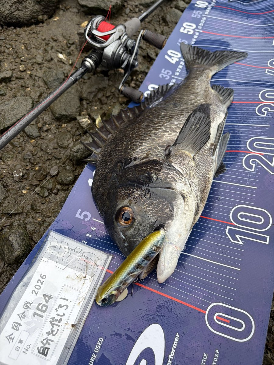 tnyn252525's tweet photo. DETA!!
続けてクロダイ🐟が釣れました
黒いルアーのフックがダメになったのでカラーチェンジ
誤爆2回のあと3回目でしっかり咥えて持っていってくれました😊
#YAMATOJr_SPEC2 #OSP
#BY #スミス https://t.co/bNX9WOlpZA