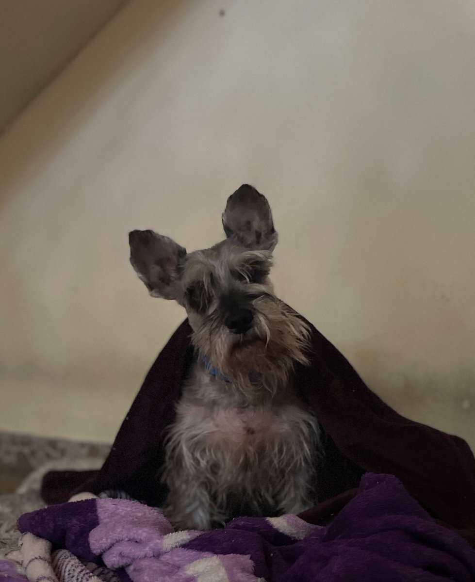 dlgadojs's tweet photo. No sé cuándo llegarán las lágrimas, pero sí sé que me queda la tranquilidad de haberte acompañado hasta el último momento y de haberte dado todo el amor que pude.

Gracias por tantos años de compañía y amor incondicional. Corre libre. Nos volveremos a encontrar. 🐾❤️ https://t.co/k4tkl0LlgM