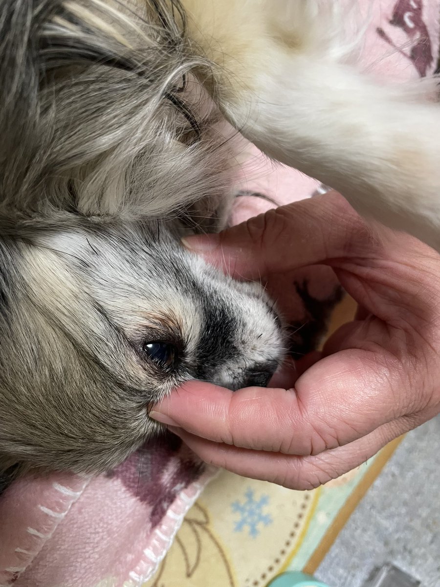 uruhanachi's tweet photo. 今日は目が覚めませーん( 👁‿👁 )
起きろ〜
起きて〜
ダメだ〜
全くややる気が「0」だー

って、いつもかぁ🤣🤣🤣

久しぶりにぐぅやん後足🐾
萌え😆
と、そこで寝るのかぁーい、
ももちゃん🍑WWW

 #今日は眠い https://t.co/HDNpmYHXIZ