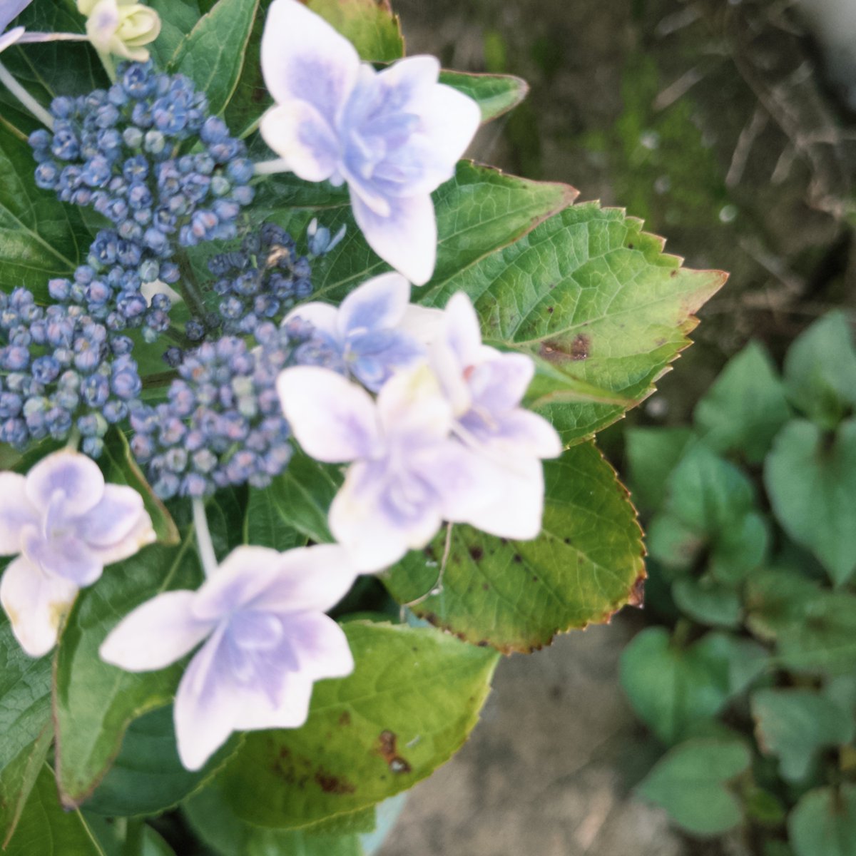 yotaroom's tweet photo. お花の中で一番紫陽花が好きなんですよ。自宅の紫陽花かわいい！ https://t.co/aHmuWNSEa1