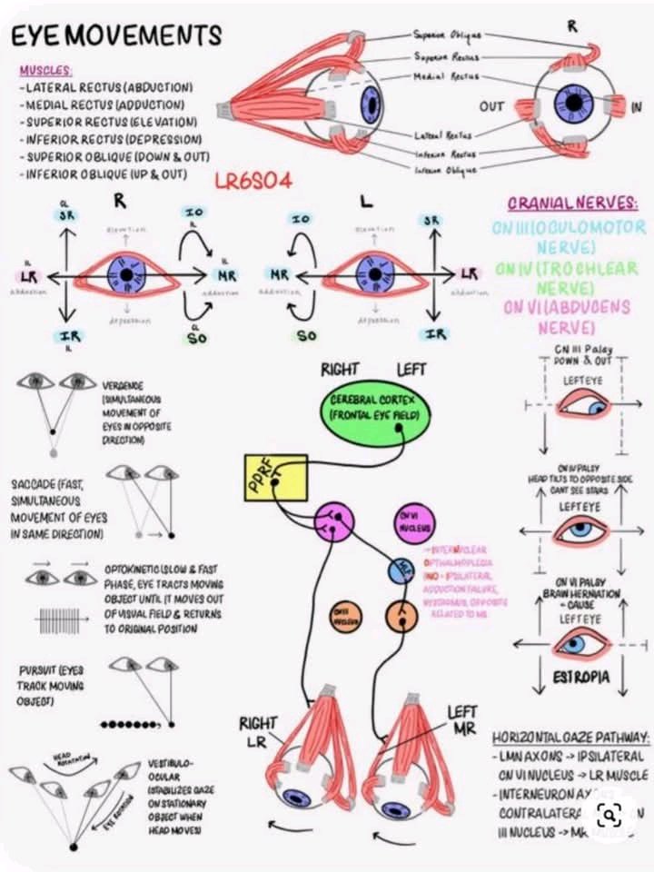 MAbdullah58266's tweet photo. @OGdukeneurosurg Muscles of the Eyeball - Precision Behind Every Gaze

The coordinated movement of the eyeball is made possible by six extraocular muscles, each contributing to accurate alignment and smooth vision. https://t.co/JteEutCI61