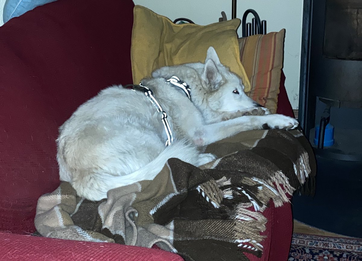 vom_wolfpack's tweet photo. #plüschflauschglücksdrachenhusky    
meet Niko the Plüsch      

Guten Morgen Twitterlinge

Leider hat mein Mensch momentan sehr wenig Zeit Fotos von mir zu machen oder irgendetwas zu posten. https://t.co/AZtzDdjLqN
