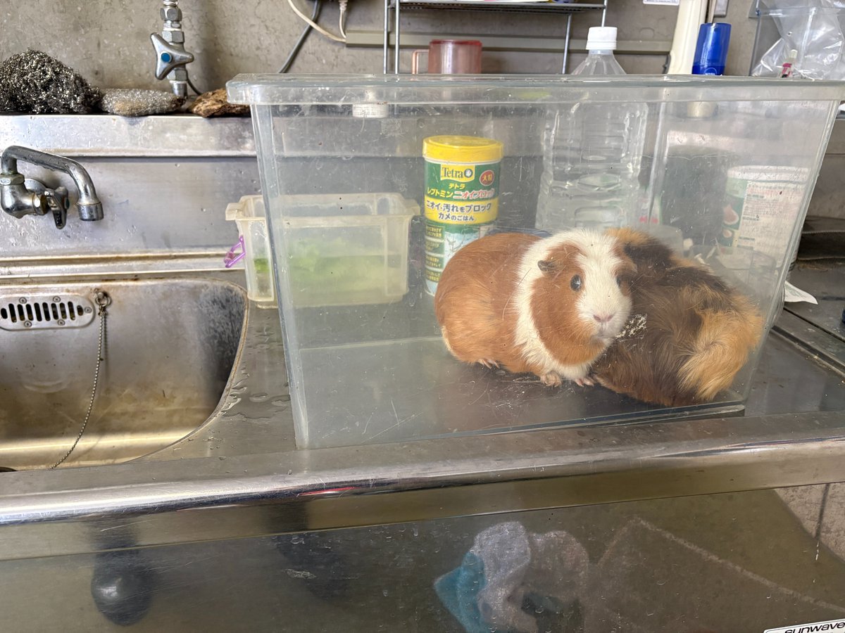 KochicityZoo's tweet photo. 前の子がシャンプーされる様子を見て、次が自分の番だと悟ったモルモット
#フリーズ
#ふれあいお休み中
#モルモット https://t.co/hN6pc85qDK