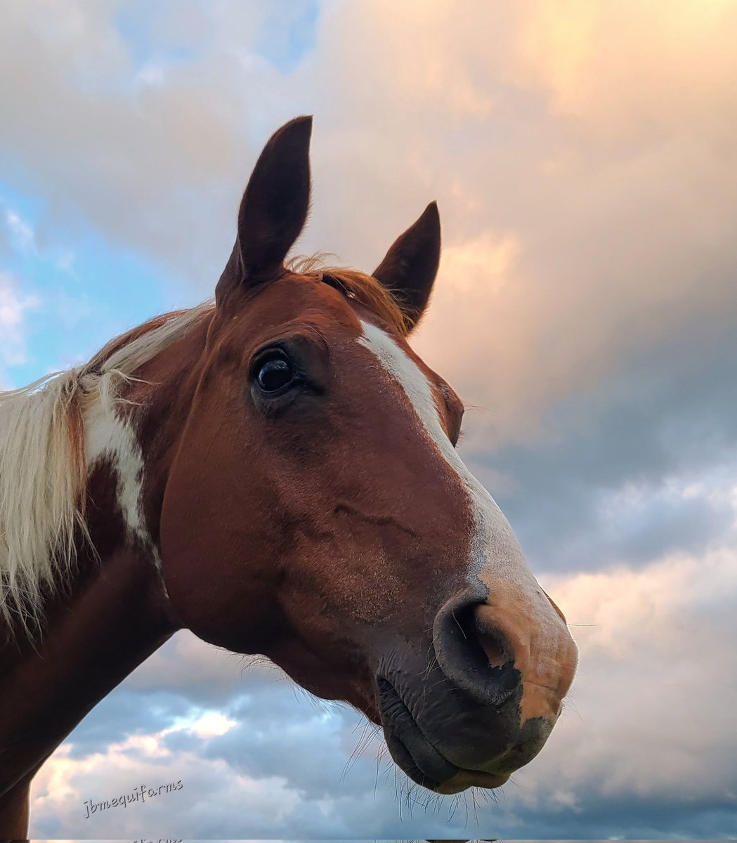 JBMEquiFarms's tweet photo. Tonight's #dugoutview
#manitoba #horses #mybackyard #mbwx https://t.co/pkloJDkWbm