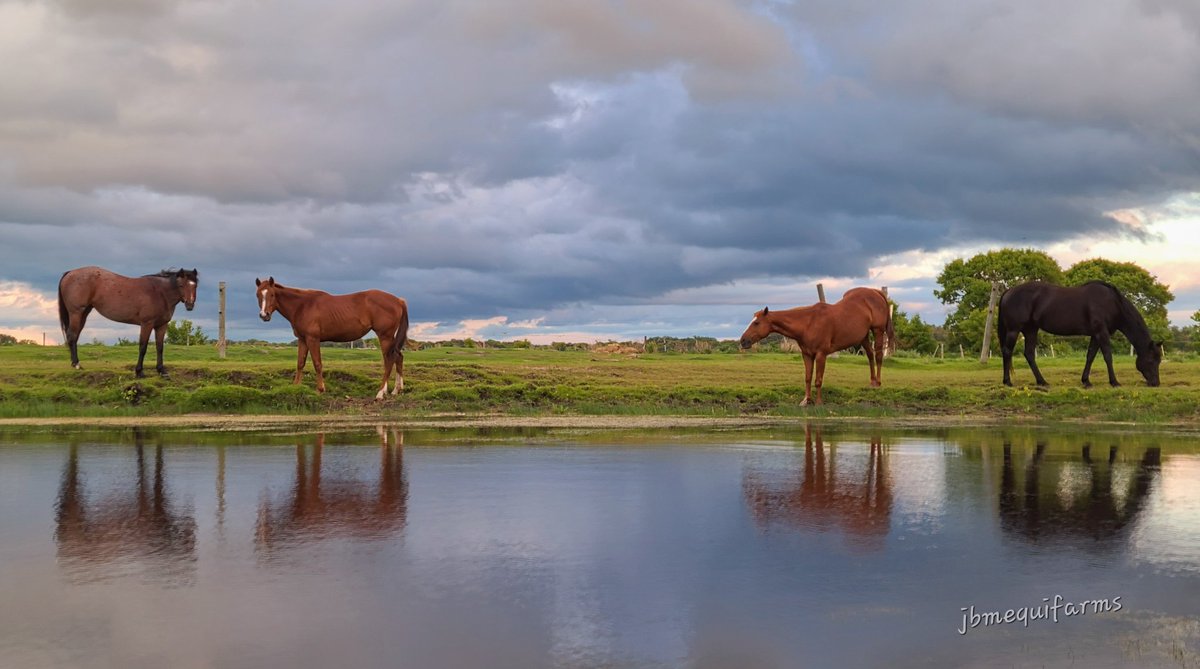 JBMEquiFarms's tweet photo. Tonight's #dugoutview
#manitoba #horses #mybackyard #mbwx https://t.co/pkloJDkWbm