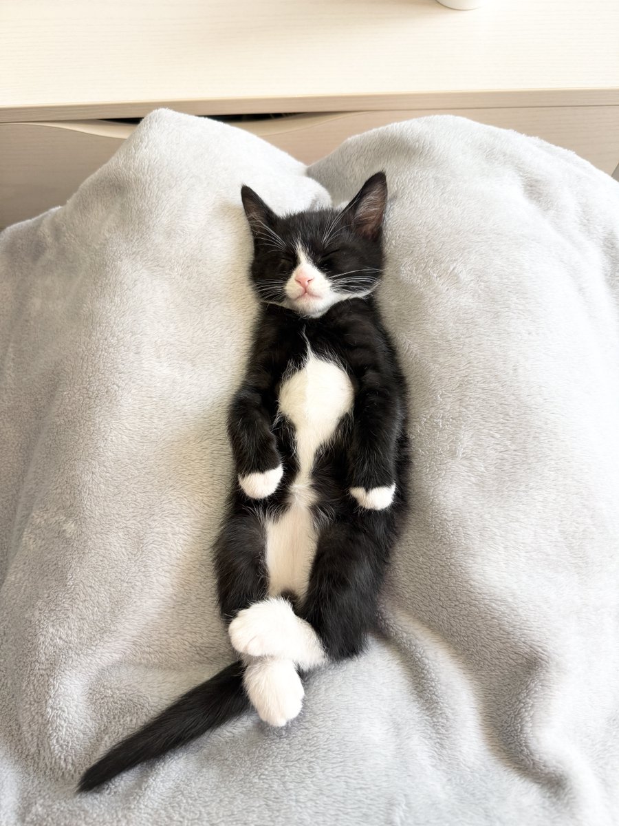 bbangsik2022's tweet photo. 영원히 주머니 넣고 다니고 싶다고

#킥킥이 https://t.co/DU9JF0jS3q