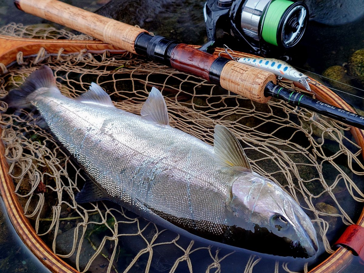 tiemco_trout's tweet photo. 【スタッフ釣果情報】

栃木のフィールドスタッフ高橋伸雄さん
パスプルーバーPRV73SML-2とルレイ62Sで鬼怒川本流ヤマメ37cm

#tiemco #ティムコトラウト #トラウトルアー #パスプルーバー #ルレイ62S
@himajin6396 https://t.co/lWzAZx1Ro3