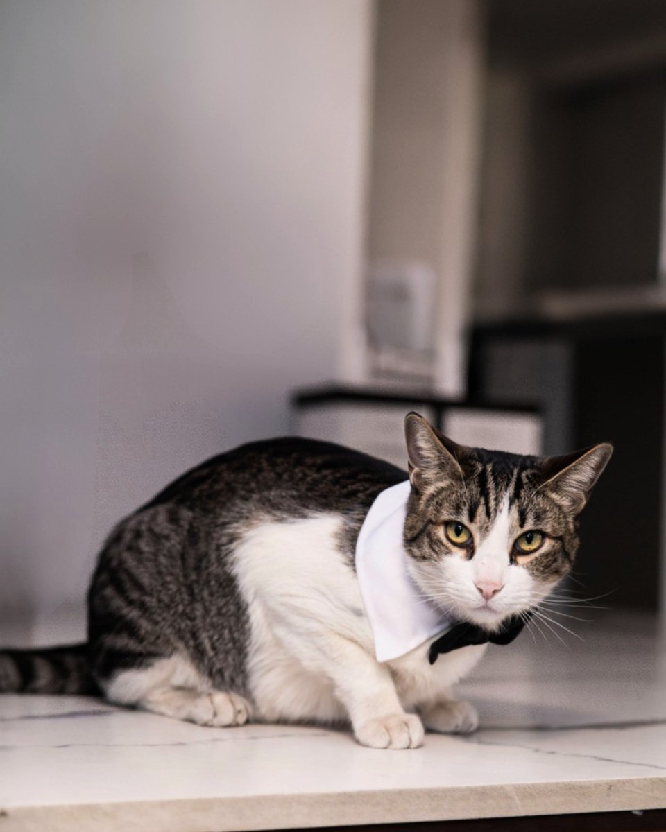 UHumanitas's tweet photo. Nuestro anfitrión más elegante siempre está listo para darte la bienvenida en #CampusMagnoLosReyes. 🐱🏛️
#UniversidadHumanitas #SoyHumanitas #ImpulsandoPersonas #QuererEsPoder https://t.co/8vadD2lrjR