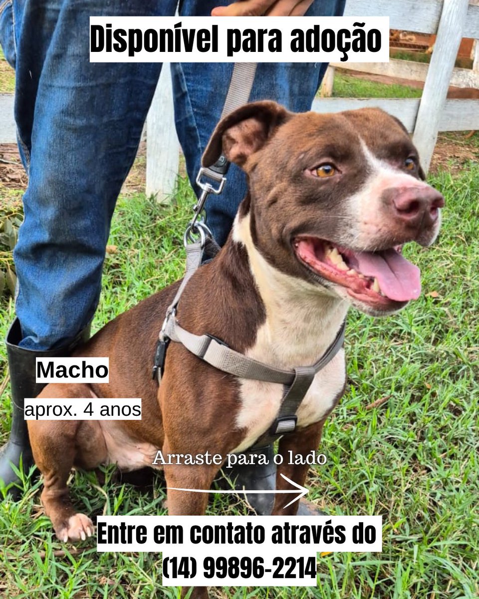 biacaroline_ong's tweet photo. Adotem o Taurus 🥰🐾

forte, saudável, castrado e cheio de amor para dar ♥️

Adotem o Taurus, ele merece uma família ♥️♥️♥️

strong, healthy, neutered, and full of love to give ♥️ Adopt Taurus; he deserves a family ♥️♥️♥️

#adocao #adote #pitbul https://t.co/TKS6t7SPwx