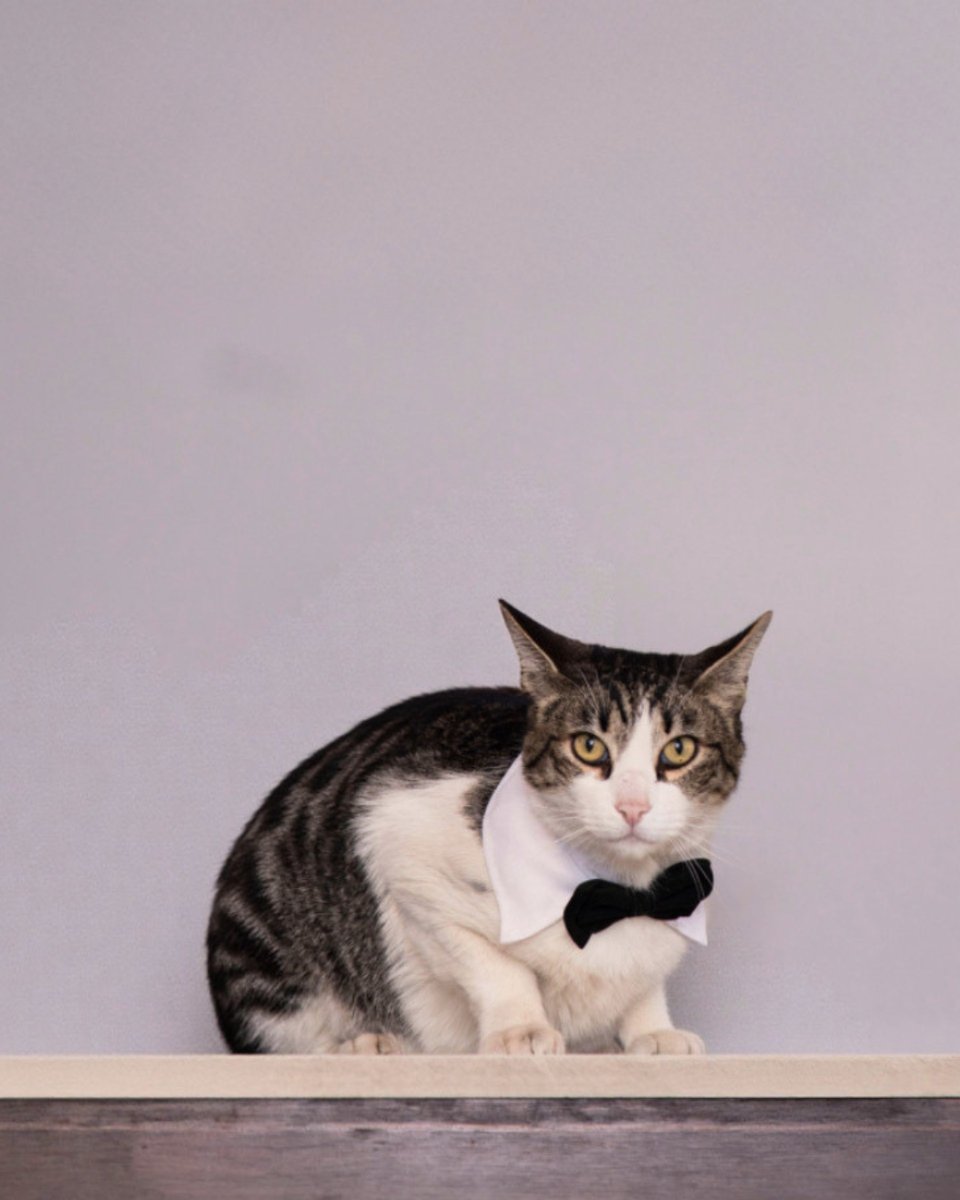 UHumanitas's tweet photo. Nuestro anfitrión más elegante siempre está listo para darte la bienvenida en #CampusMagnoLosReyes. 🐱🏛️
#UniversidadHumanitas #SoyHumanitas #ImpulsandoPersonas #QuererEsPoder https://t.co/8vadD2lrjR
