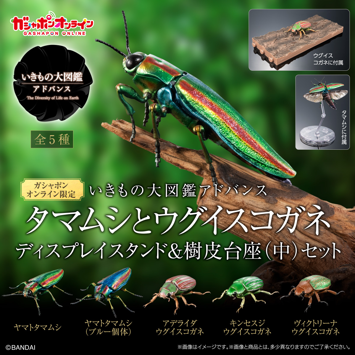 いきもの大図鑑アドバンス タマムシとウグイスコガネ ディスプレイ