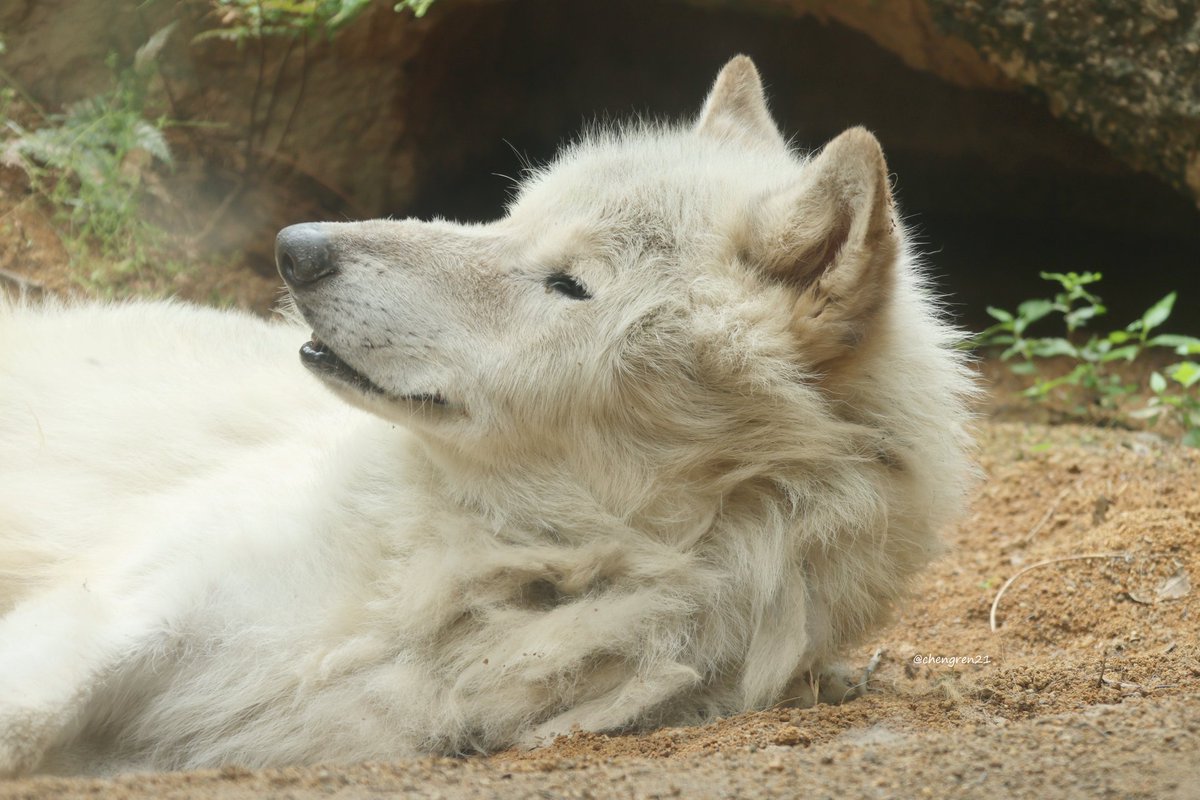 chengren21's tweet photo. 拭い去れぬ犬み #とくしま動物園 #シンリンオオカミ https://t.co/tUEUO85CpJ