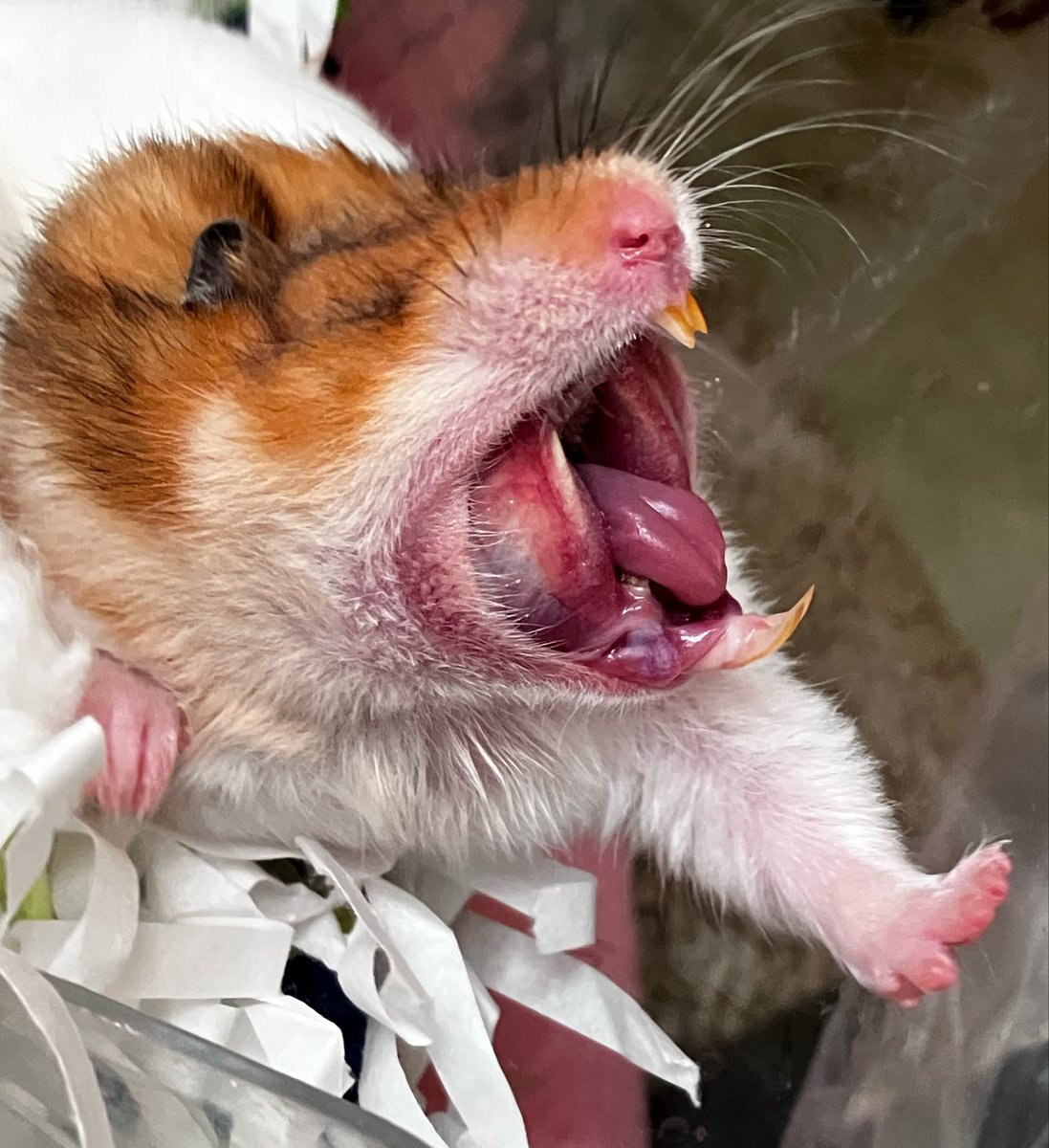 mouse10162's tweet photo. 怪獣やん🤣🥱あくび

#ハムスター
#あくび https://t.co/Bcg9OY0sgN