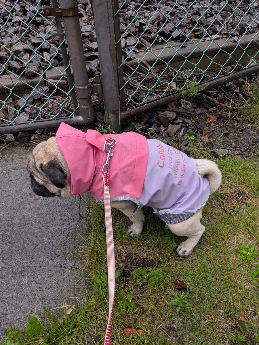 MihoIpug's tweet photo. 雨！☔️
#パグ https://t.co/cWF2B2ijL9