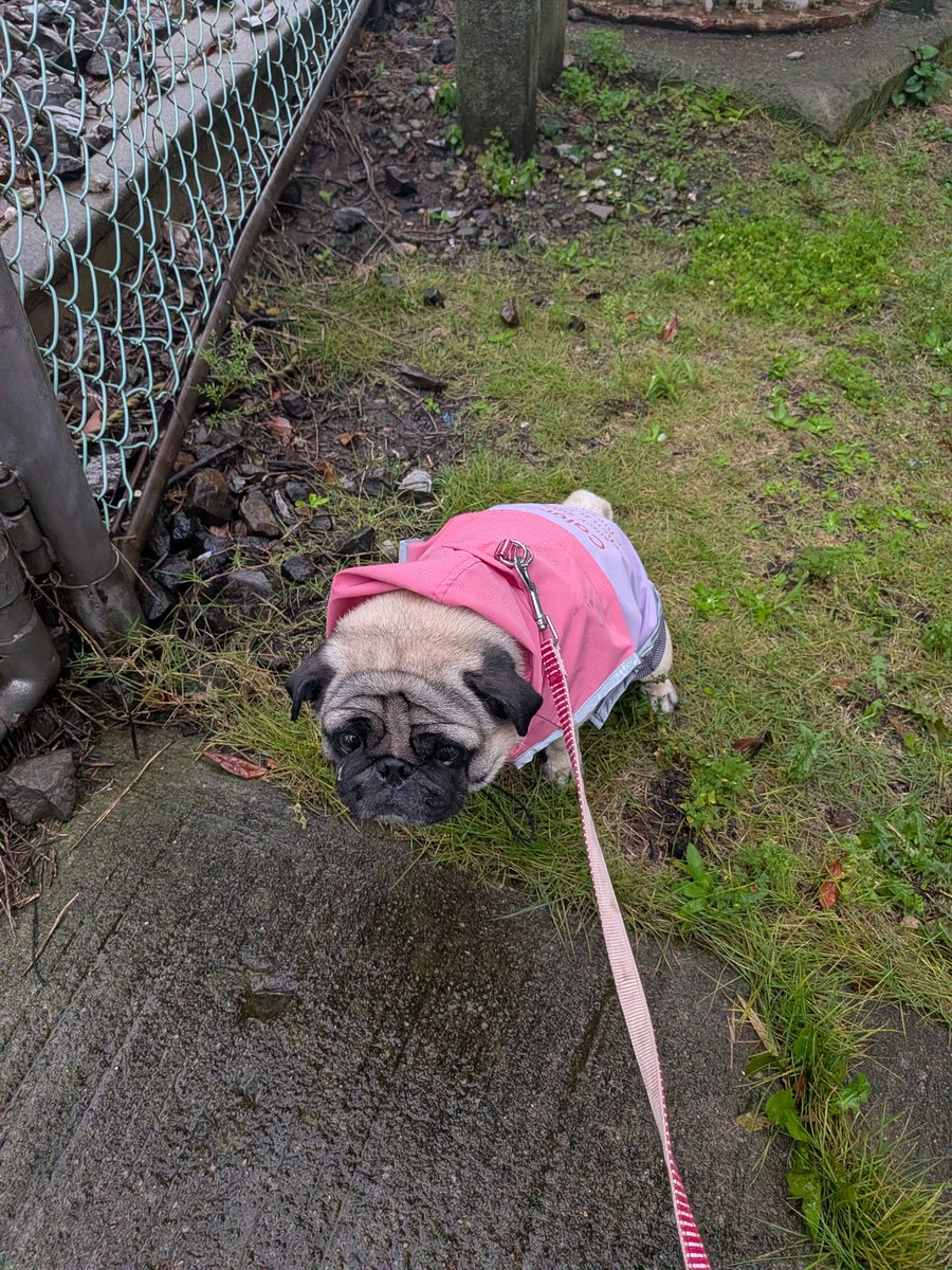 MihoIpug's tweet photo. 雨！☔️
#パグ https://t.co/cWF2B2ijL9