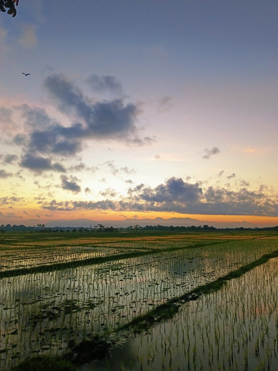 royijen1989's tweet photo. 😍😍 #sunriseofjava https://t.co/1avsz6Bd9H