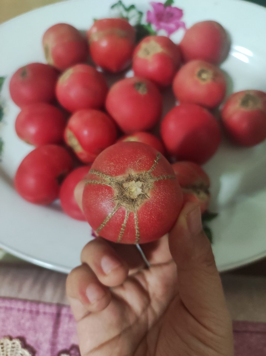 maweikalimero's tweet photo. Just tried the new organic cherry tomatoes at the local market—burst with sweet juice, no bland aftertaste at all! A perfect quick snack or salad add-on, 10/10 would buy again. https://t.co/JNCXUE2RUd