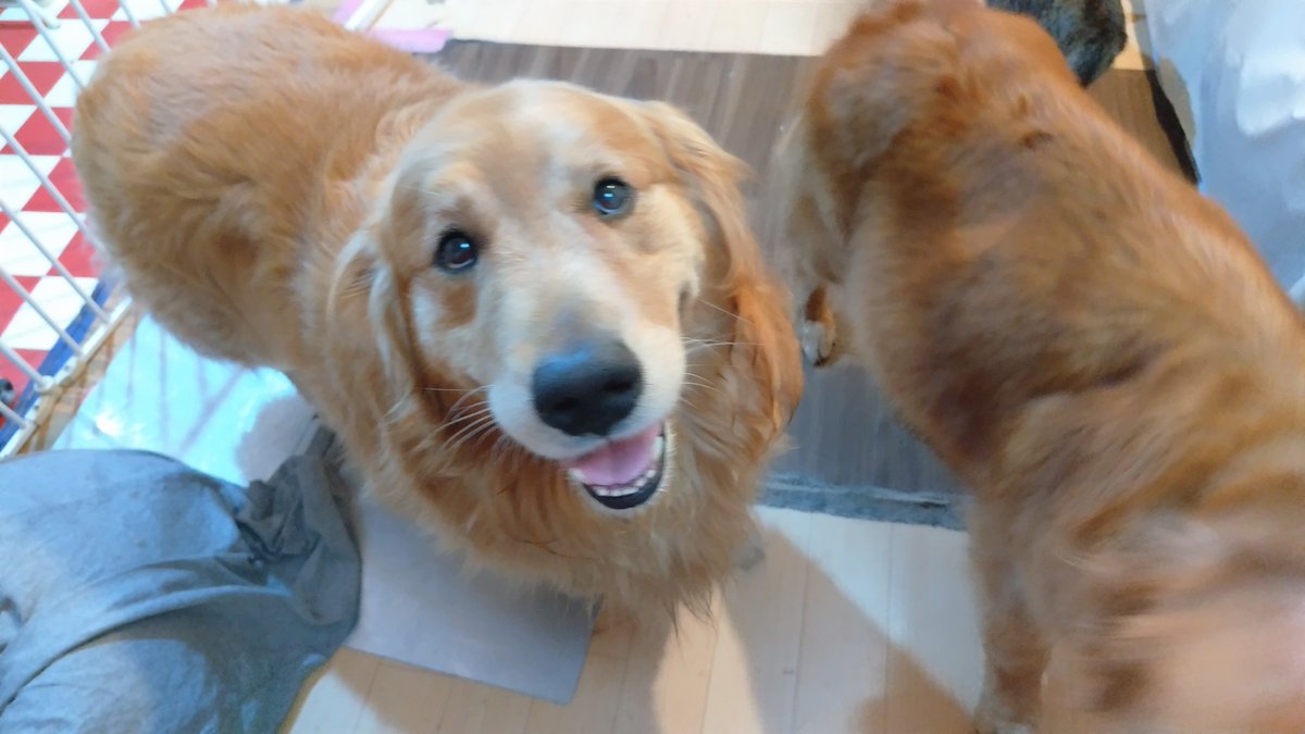 kedama_wacafe's tweet photo. あいにくのお天気☔️

今日はふれあいが終日空いてます🐶😺
一組ずつの貸切のお部屋でまったりと過ごしてくれる方いませんか？
わんにゃん達がお待ちしてます✨️

☎04-7173-5888まで https://t.co/W8Mc4cRL8J