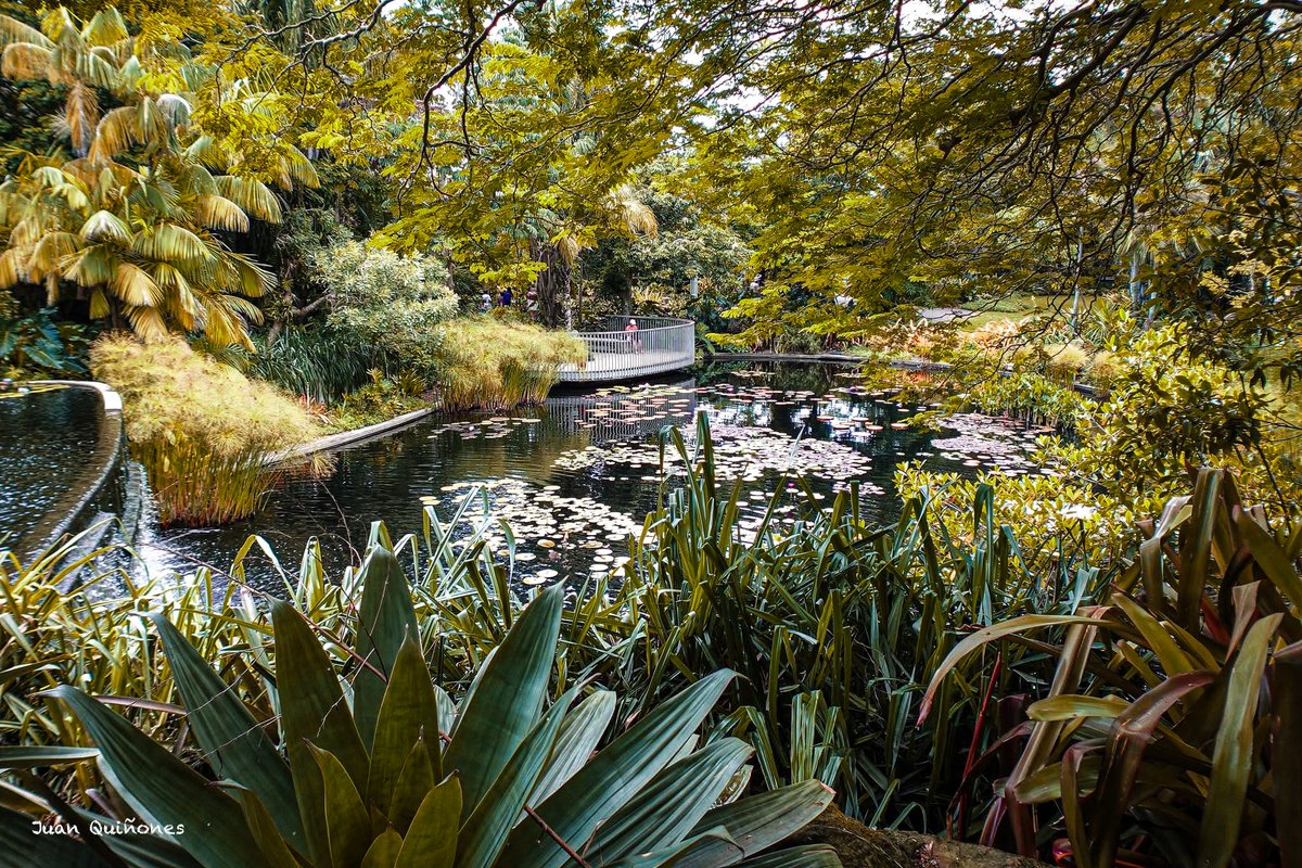 PhotosbyJuanca's tweet photo. A walk through nature 
#NaturePhotography #GardenPhotography #LandscapePhotography #Photography #ThroughMyLens #CapturedThoughts #NatureLovers #ExploreMore #TravelPhotography #BotanicalGarden #LilyPads #OutdoorPhotography #ShotOnSony #PhotoOfTheDay #DiscoverNature https://t.co/JjHL4U0VNj