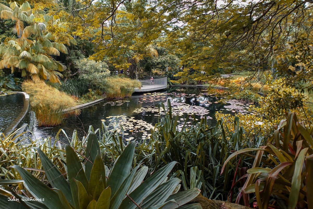 PhotosbyJuanca's tweet photo. A walk through nature 
#NaturePhotography #GardenPhotography #LandscapePhotography #Photography #ThroughMyLens #CapturedThoughts #NatureLovers #ExploreMore #TravelPhotography #BotanicalGarden #LilyPads #OutdoorPhotography #ShotOnSony #PhotoOfTheDay #DiscoverNature https://t.co/JjHL4U0VNj