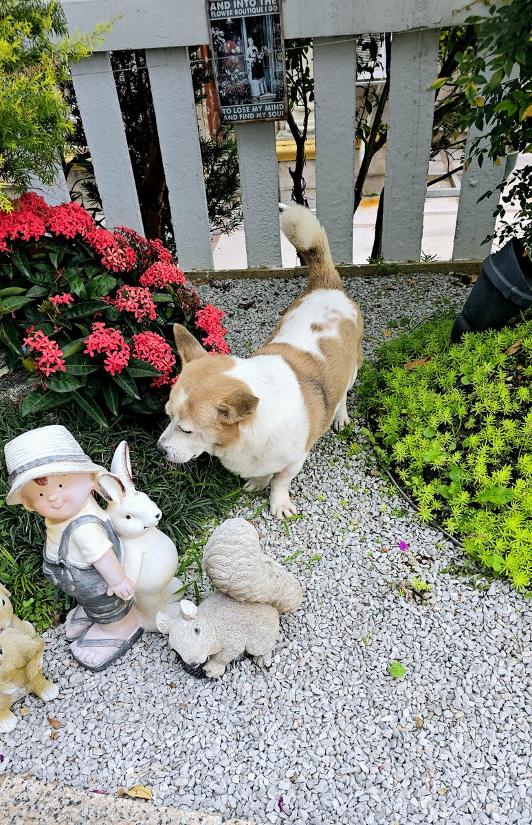 FickAzFeeevz's tweet photo. My tiny pup who could barely fit in my palm 6 months ago now zips around the backyard like a fluffy tornado of joy. Growth isn’t just in size—it’s in every wag and silly zoomies! https://t.co/8lD2RSm3i9