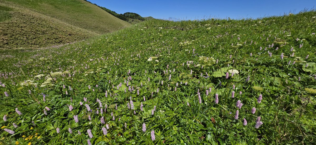 karuchan2's tweet photo. 礼文島の高山植物です。 https://t.co/qe5BuB5fFP