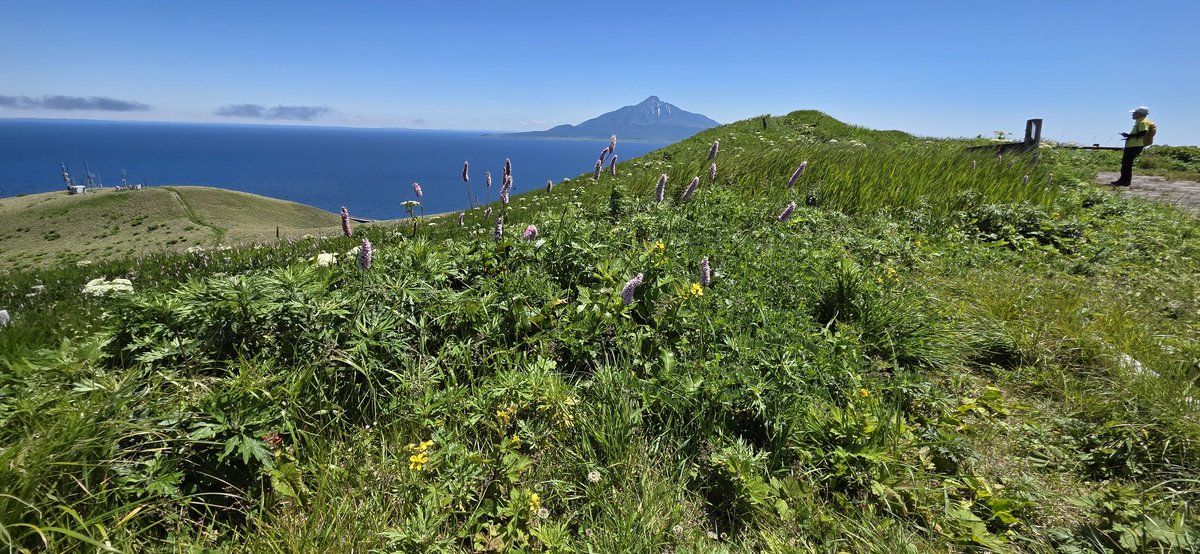 karuchan2's tweet photo. 礼文島の高山植物です。 https://t.co/qe5BuB5fFP