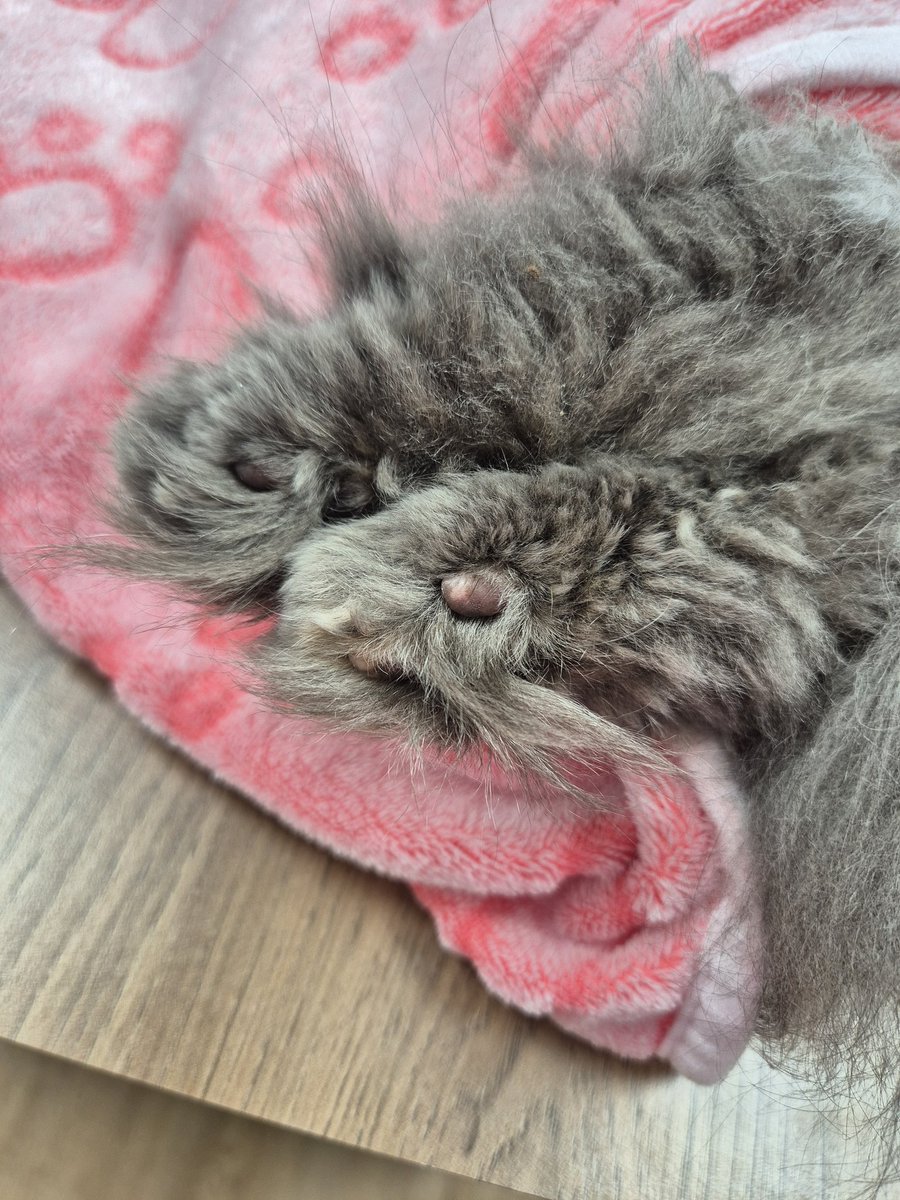 hanaphylaxis's tweet photo. Hey twitter. I haven't been on for a while but I need to share with you that my cat Penny passed away yesterday afternoon.  I've never been so heartbroken and it physically hurts to exist without her, but she's no longer in any pain. Rest in peace Penny 2011-2026. 😭💖✨️ https://t.co/2pPckFA36M
