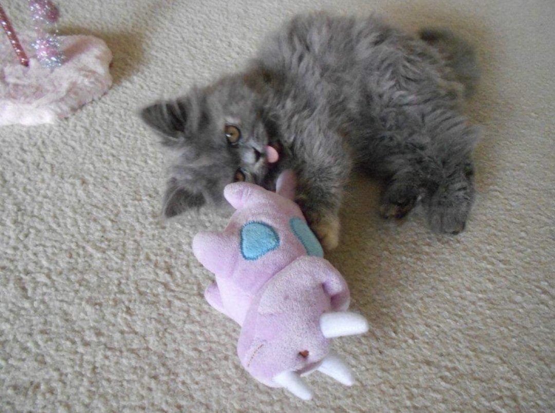 hanaphylaxis's tweet photo. Hey twitter. I haven't been on for a while but I need to share with you that my cat Penny passed away yesterday afternoon.  I've never been so heartbroken and it physically hurts to exist without her, but she's no longer in any pain. Rest in peace Penny 2011-2026. 😭💖✨️ https://t.co/2pPckFA36M