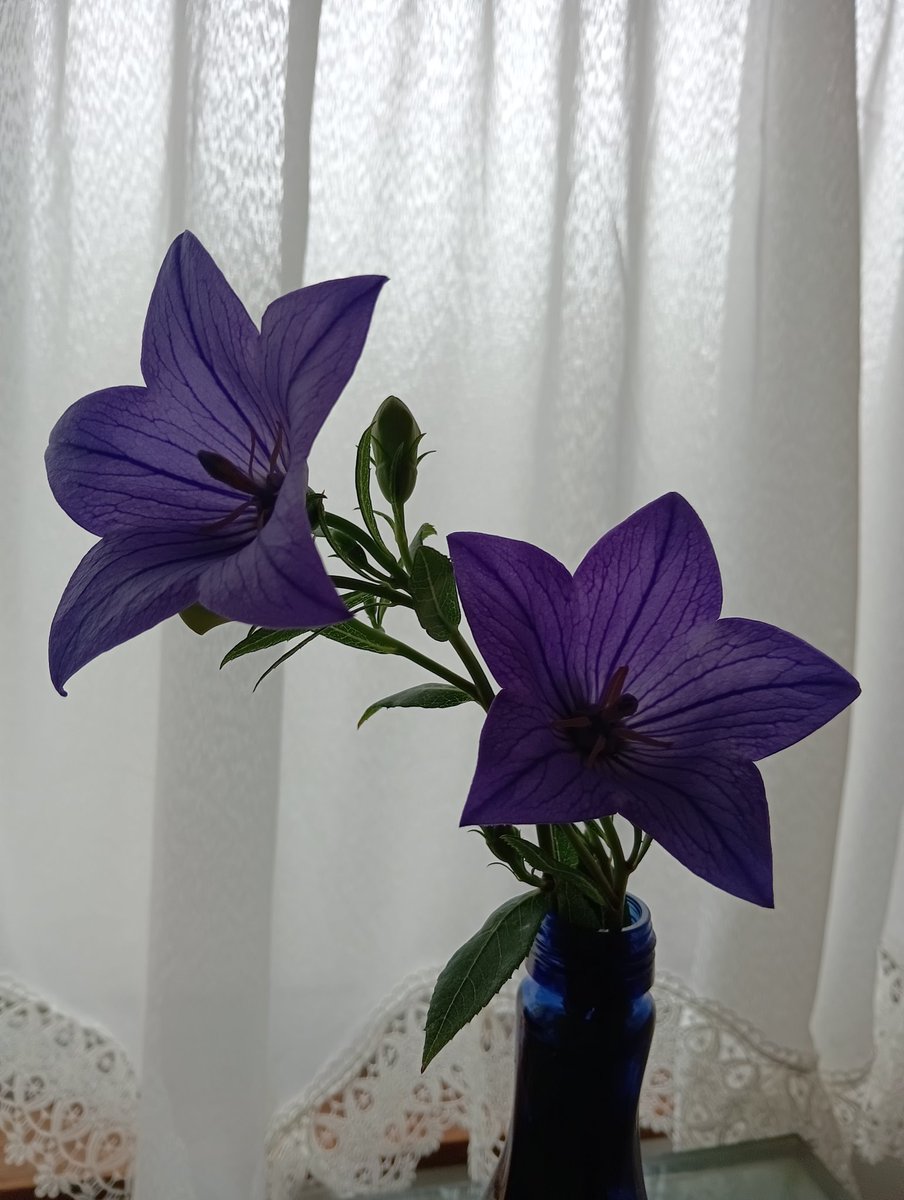 harufromee99's tweet photo. 雨の日が続く頃、片隅に植えている桔梗が花を付けます。わたしはその花を同じ色の花瓶に挿します。今は花瓶ですが、かってそれは酒瓶でした。ブルウの瓶にブルウの桔梗。隣に犬を連れて雨の中を歩きたい気持がします。可哀想なジャックを偲んで。 https://t.co/Ybsp9WCore