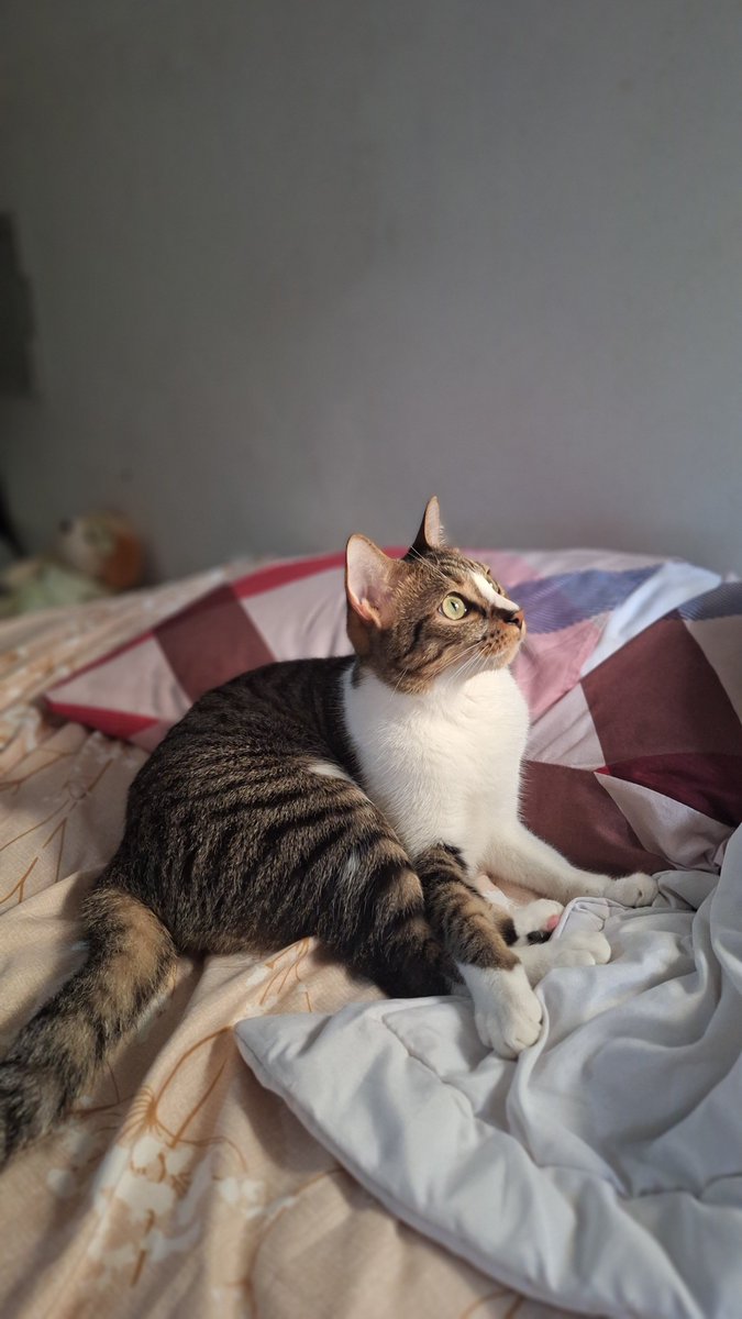 tomatolemony's tweet photo. anak-anakku suka sekali sunbathing https://t.co/JGXpWhkW76