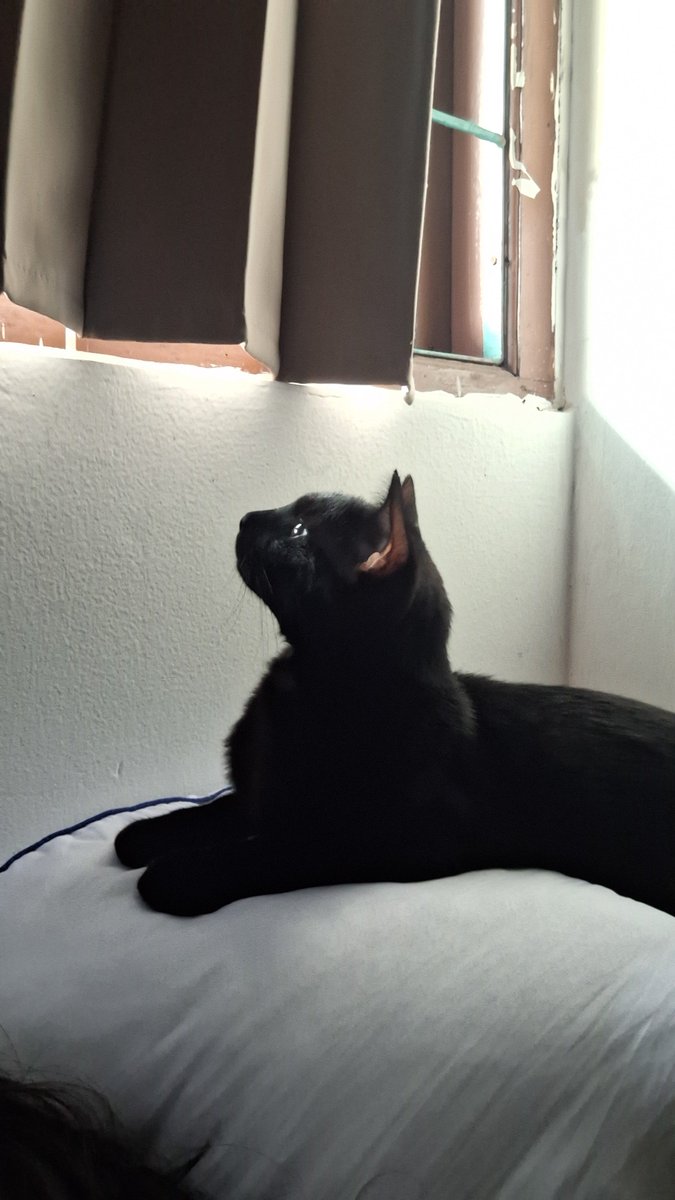 tomatolemony's tweet photo. anak-anakku suka sekali sunbathing https://t.co/JGXpWhkW76